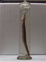 藏品(叉尾鶴鱵)的圖片